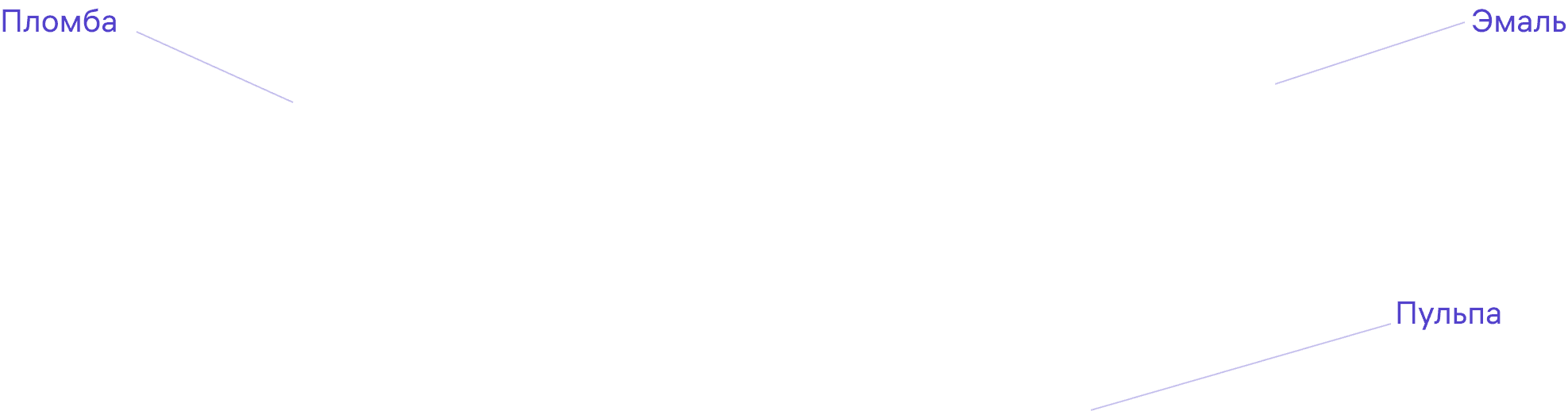 tooth