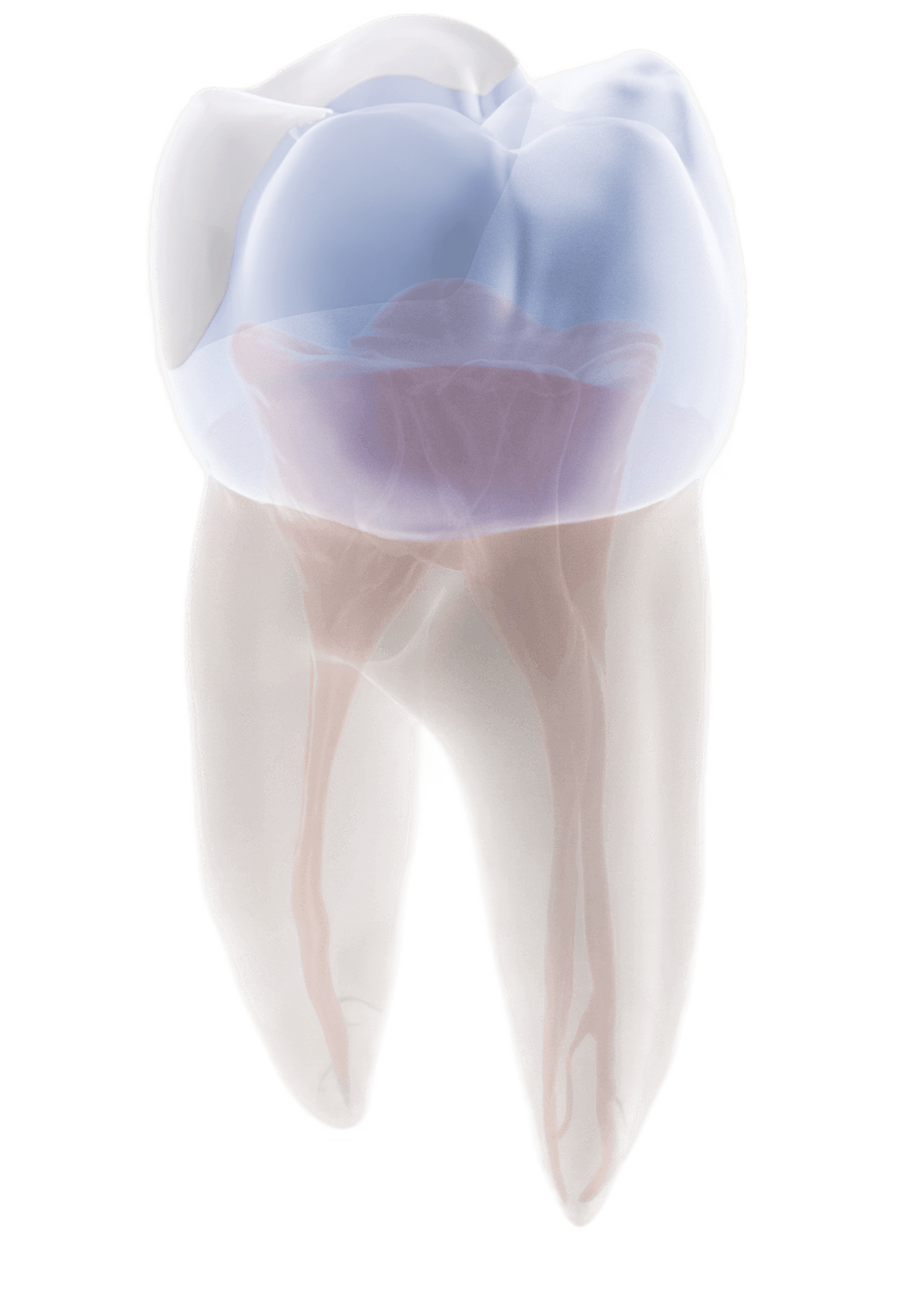 tooth