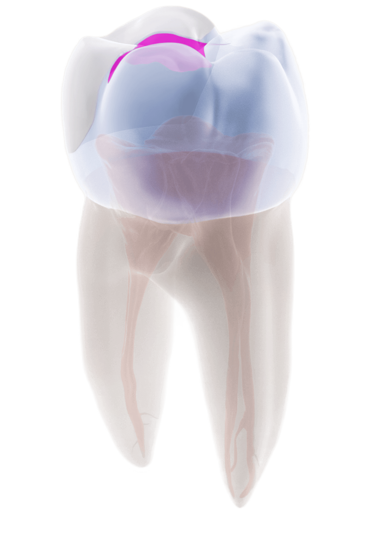 tooth
